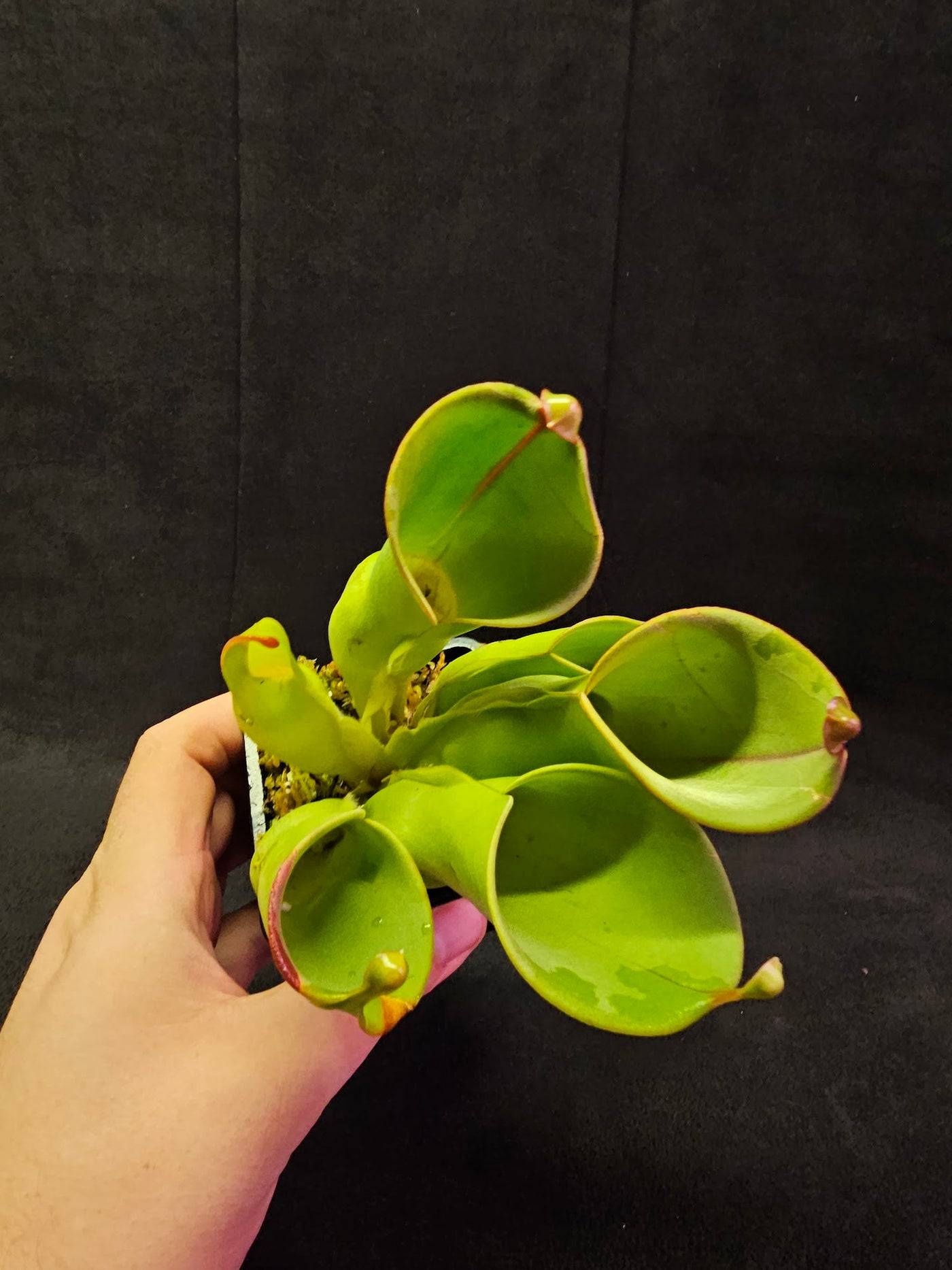 Heliamphora Minor #03, A Species Of Marsh Pitcher Plant Endemic To Auyán Tepui In Venezuela