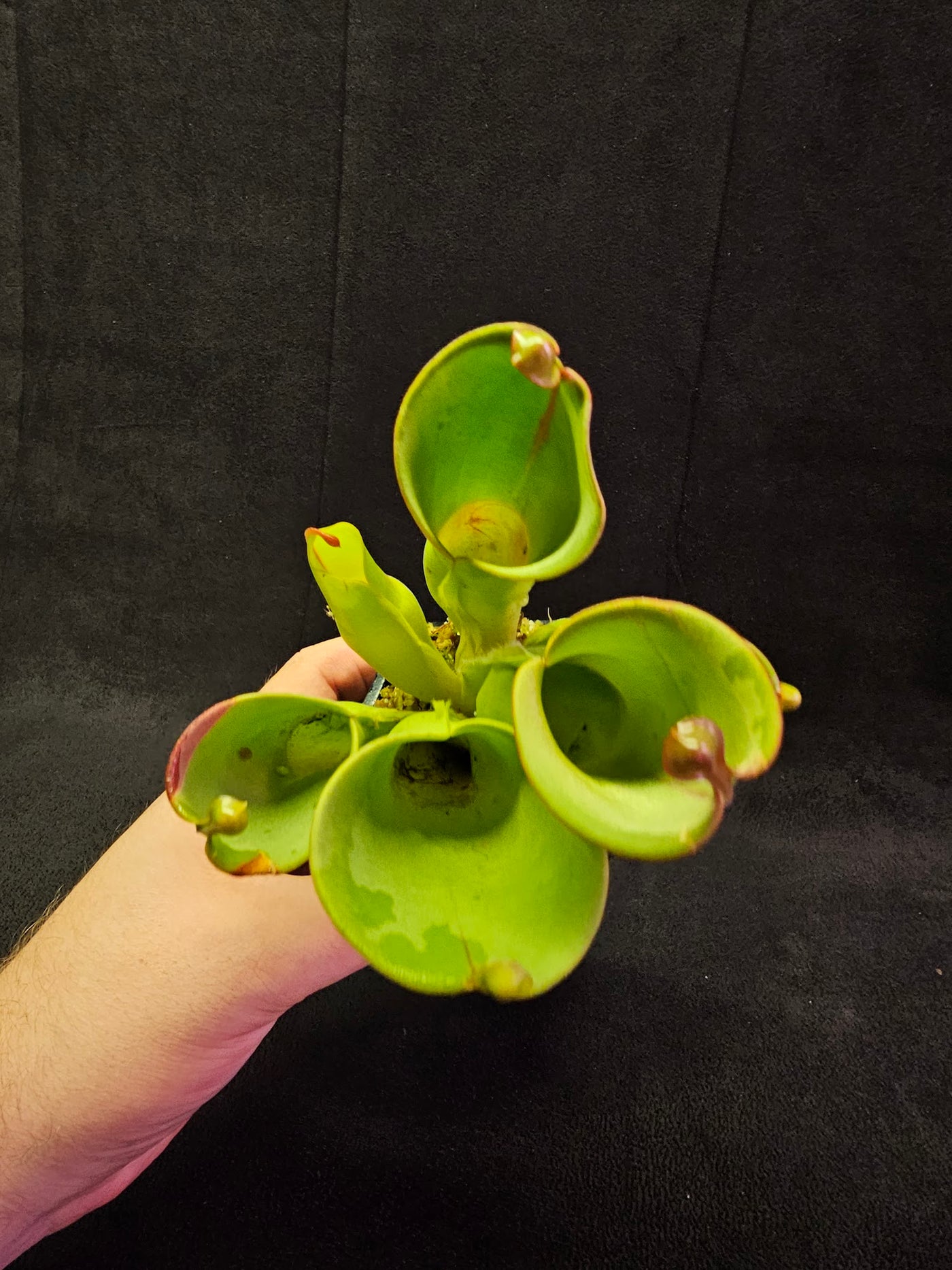 Heliamphora Minor #03, A Species Of Marsh Pitcher Plant Endemic To Auyán Tepui In Venezuela