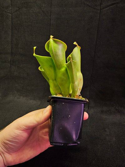 Heliamphora Minor #03, A Species Of Marsh Pitcher Plant Endemic To Auyán Tepui In Venezuela