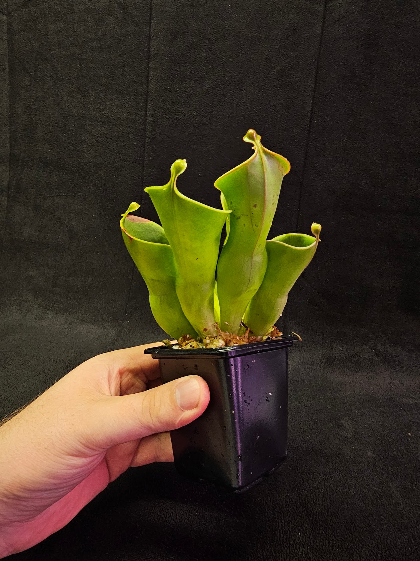 Heliamphora Minor #03, A Species Of Marsh Pitcher Plant Endemic To Auyán Tepui In Venezuela