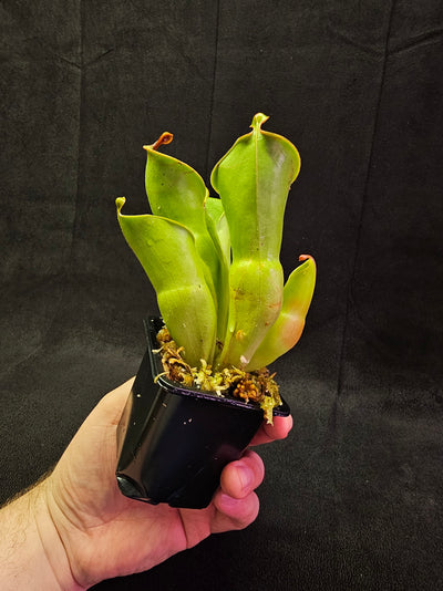 Heliamphora Minor #03, A Species Of Marsh Pitcher Plant Endemic To Auyán Tepui In Venezuela