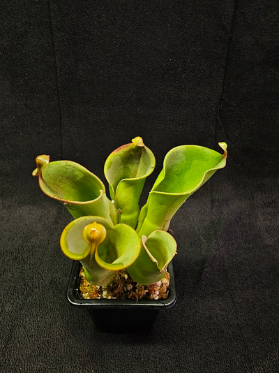 Heliamphora Minor #04, A Species Of Marsh Pitcher Plant Endemic To Auyán Tepui In Venezuela