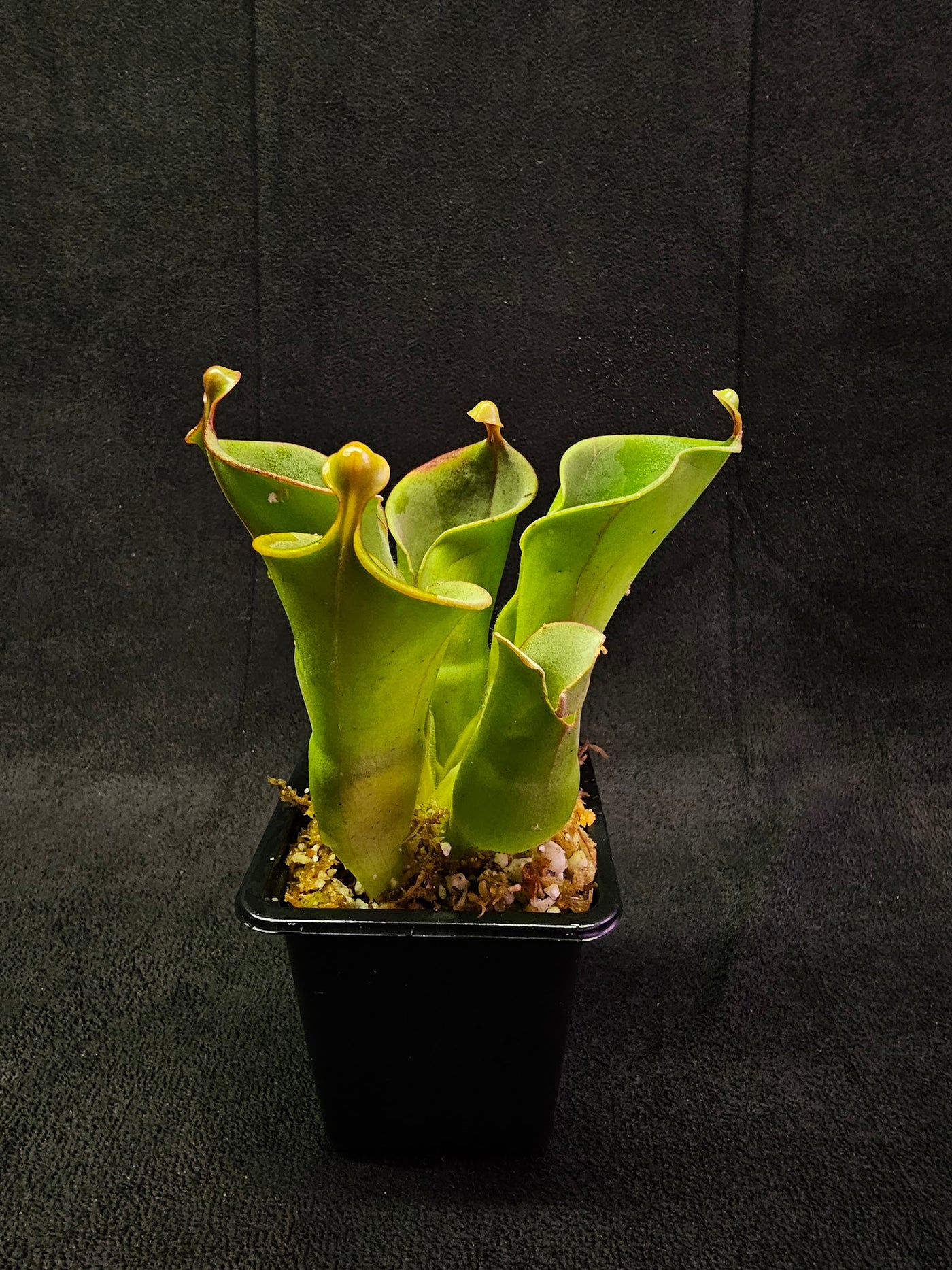 Heliamphora Minor #04, A Species Of Marsh Pitcher Plant Endemic To Auyán Tepui In Venezuela