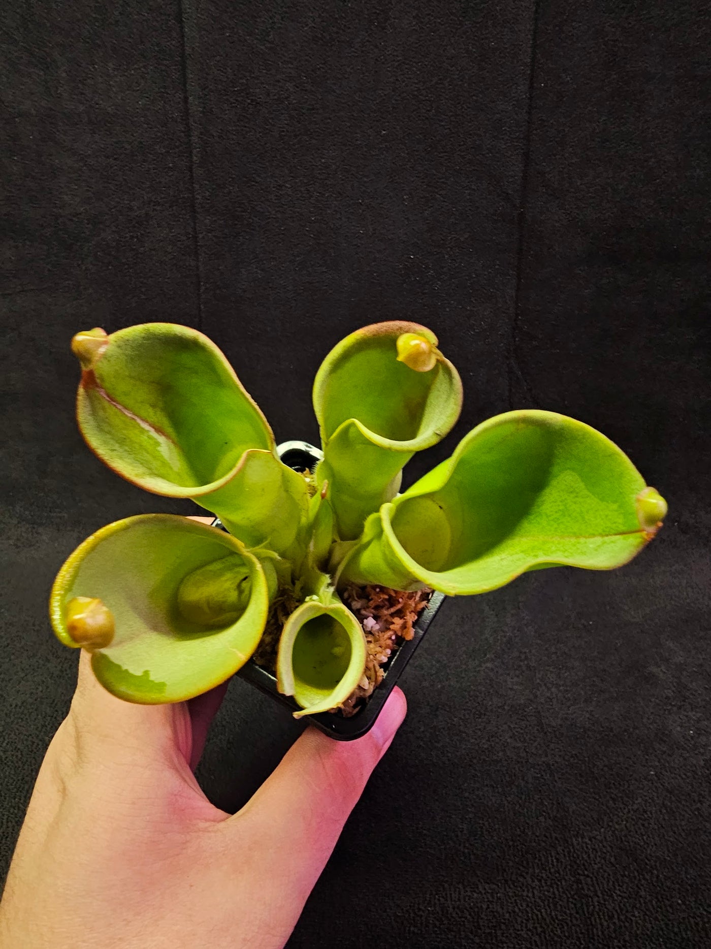 Heliamphora Minor #04, A Species Of Marsh Pitcher Plant Endemic To Auyán Tepui In Venezuela