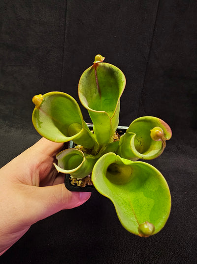 Heliamphora Minor #04, A Species Of Marsh Pitcher Plant Endemic To Auyán Tepui In Venezuela