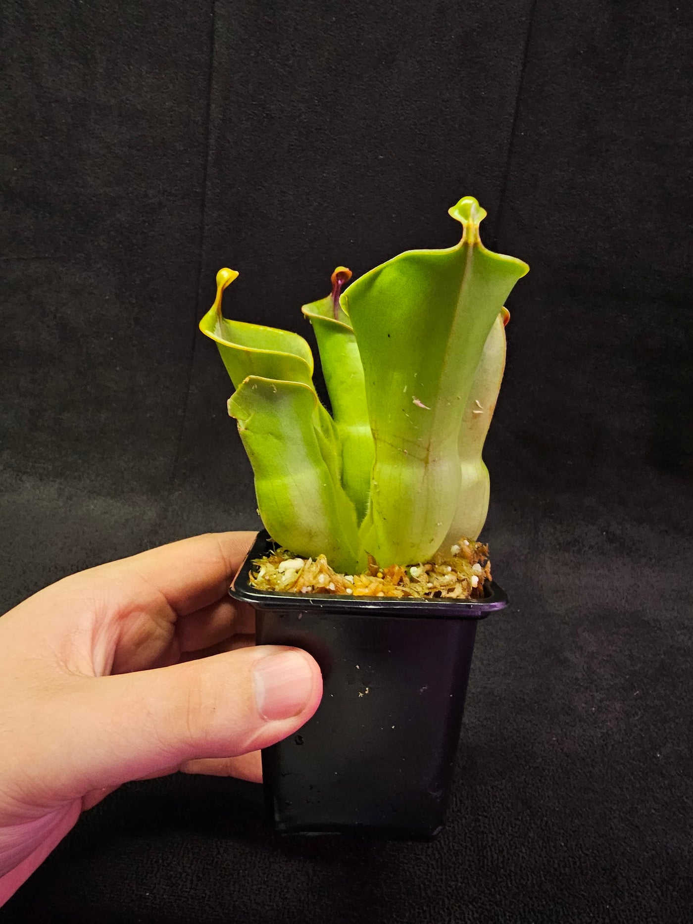 Heliamphora Minor #04, A Species Of Marsh Pitcher Plant Endemic To Auyán Tepui In Venezuela