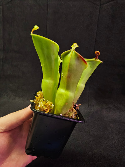 Heliamphora Minor #04, A Species Of Marsh Pitcher Plant Endemic To Auyán Tepui In Venezuela