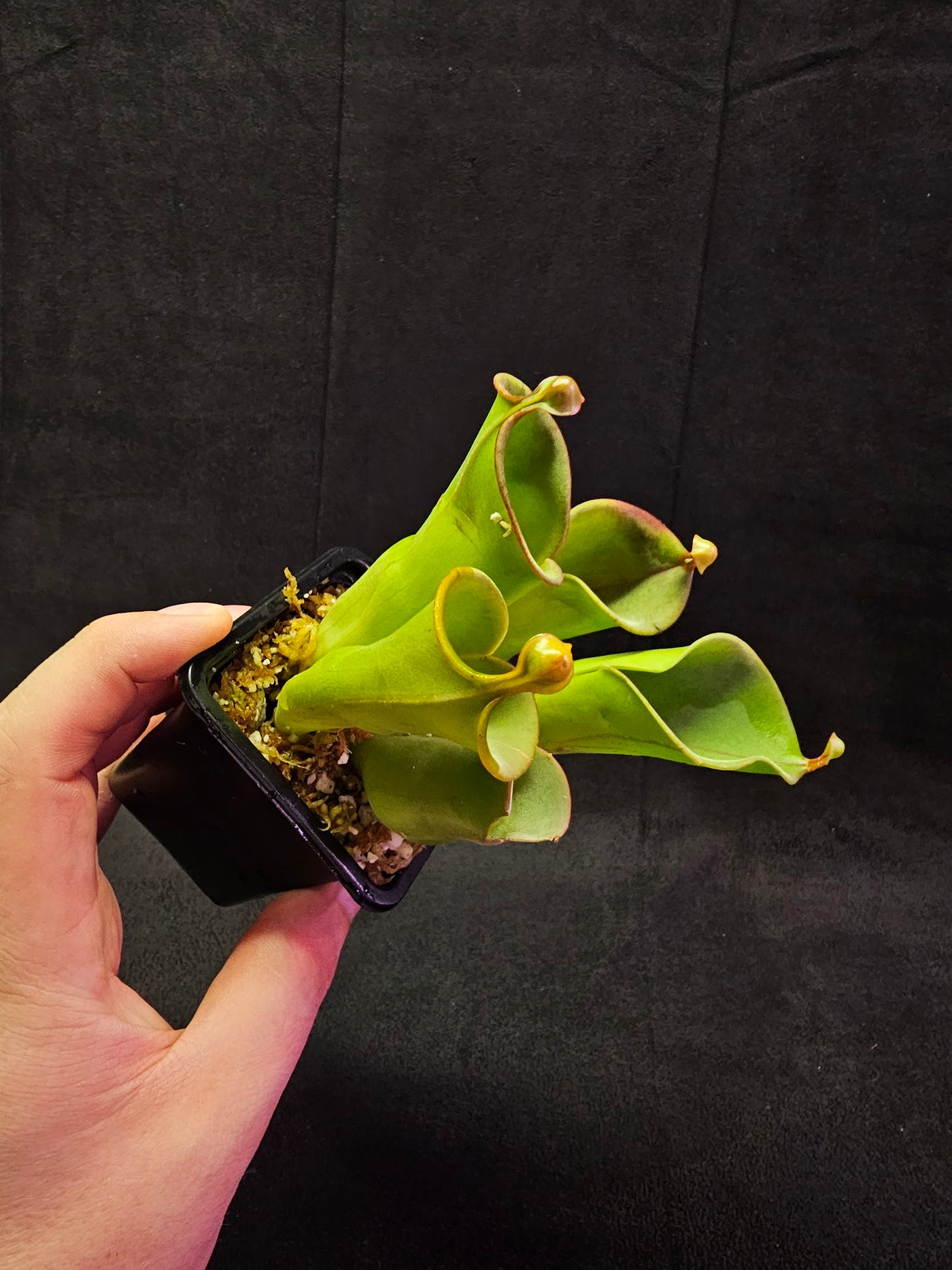 Heliamphora Minor #04, A Species Of Marsh Pitcher Plant Endemic To Auyán Tepui In Venezuela