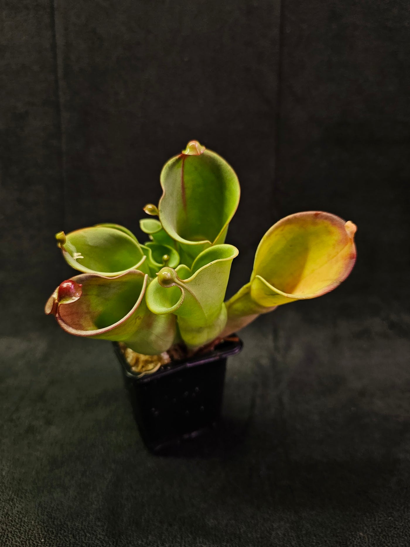 Heliamphora Minor #06, A Species Of Marsh Pitcher Plant Endemic To Auyán Tepui In Venezuela