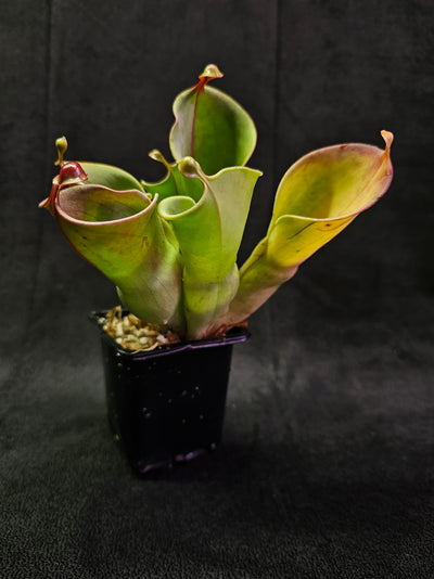 Heliamphora Minor #06, A Species Of Marsh Pitcher Plant Endemic To Auyán Tepui In Venezuela