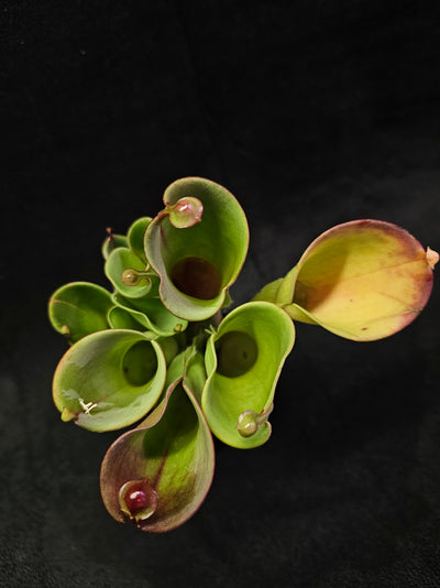 Heliamphora Minor #06, A Species Of Marsh Pitcher Plant Endemic To Auyán Tepui In Venezuela