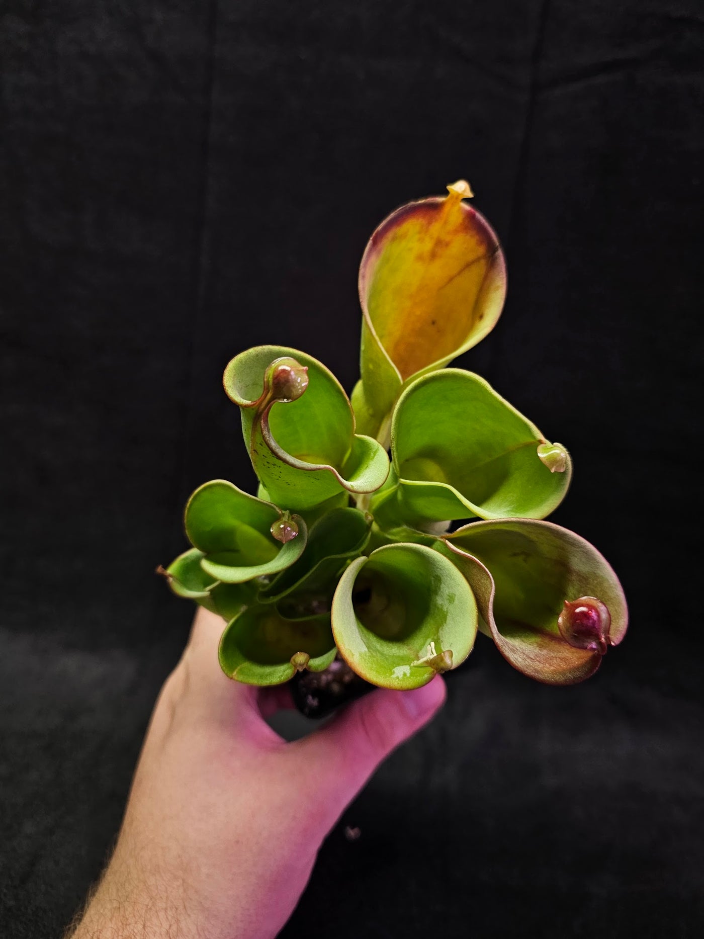 Heliamphora Minor #06, A Species Of Marsh Pitcher Plant Endemic To Auyán Tepui In Venezuela