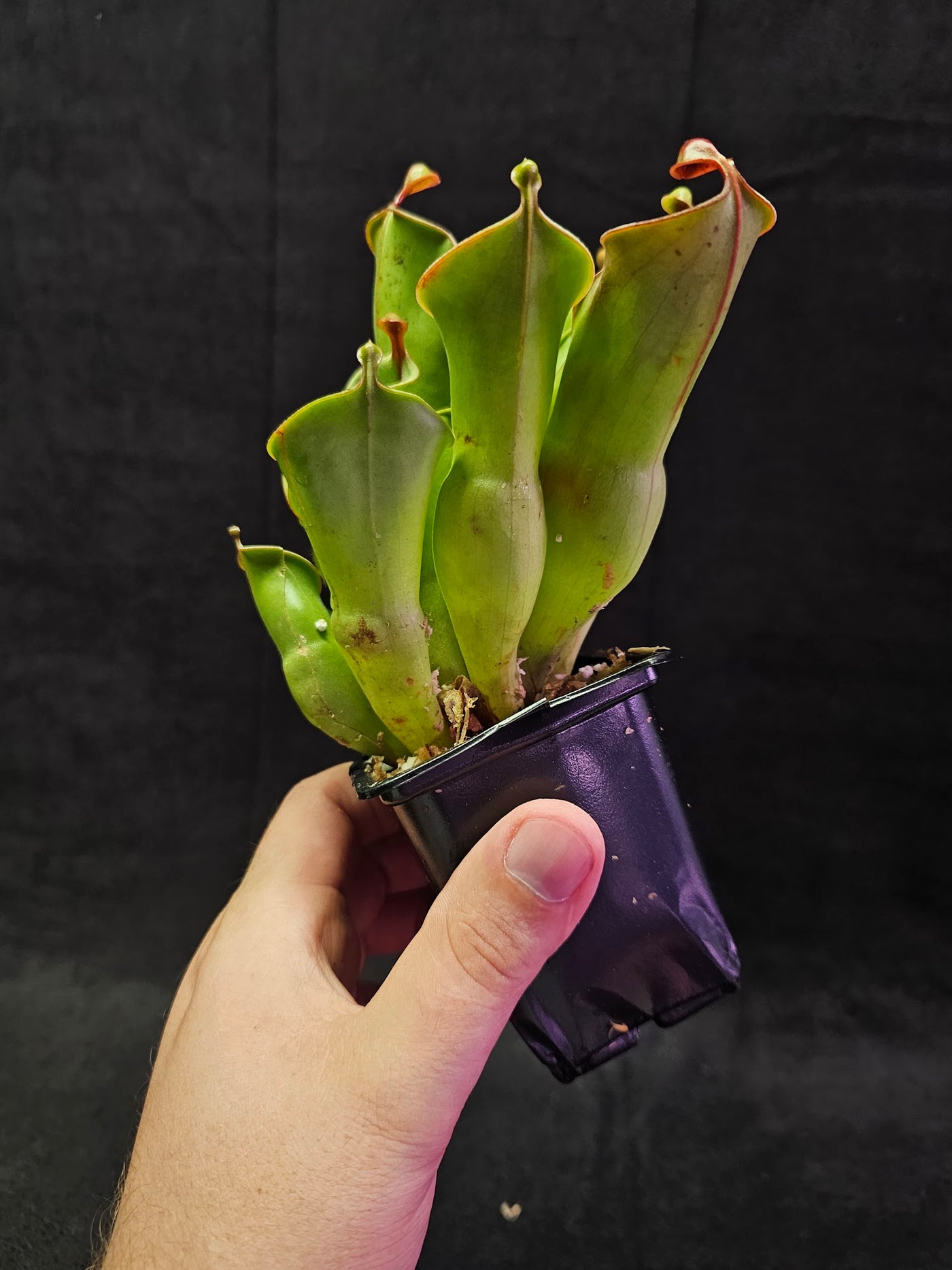 Heliamphora Minor #06, A Species Of Marsh Pitcher Plant Endemic To Auyán Tepui In Venezuela