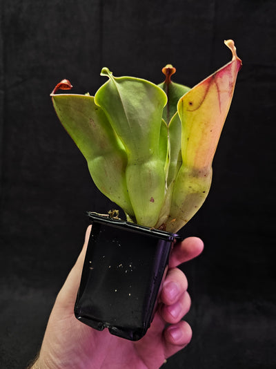 Heliamphora Minor #06, A Species Of Marsh Pitcher Plant Endemic To Auyán Tepui In Venezuela