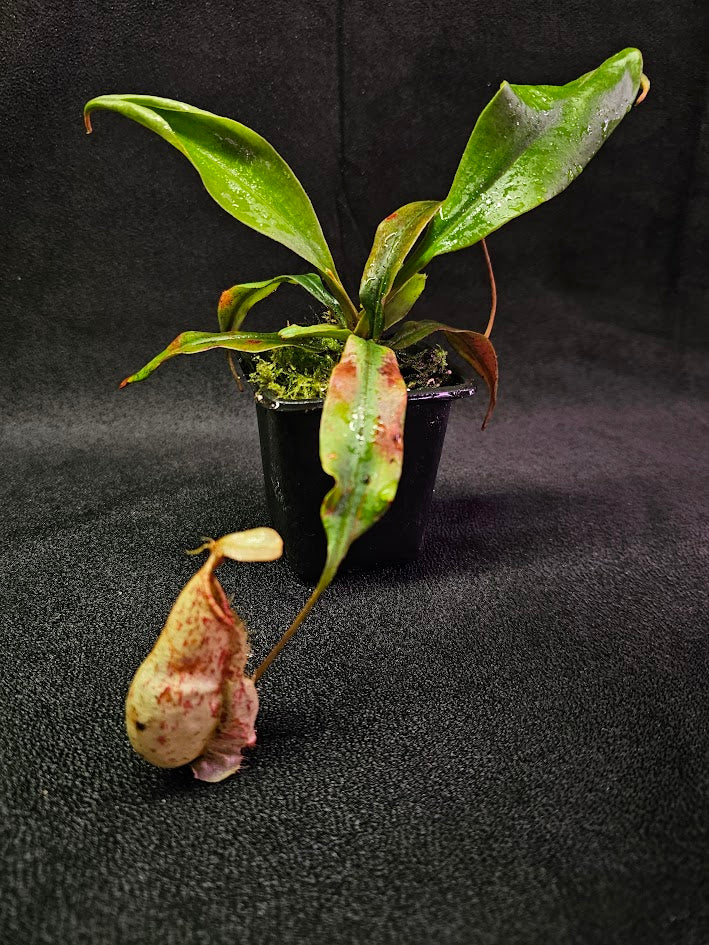 Nepenthes Viking Rafflesiana X Viking Rafflesiana White #01, Very Creamy Speckled Pitchers