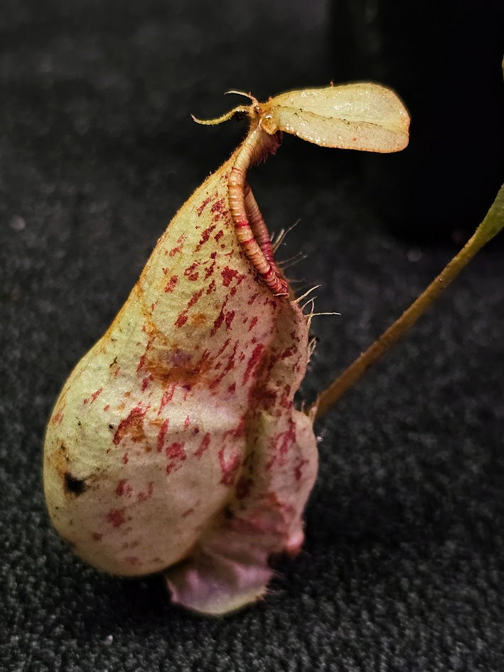 Nepenthes Viking Rafflesiana X Viking Rafflesiana White #01, Very Creamy Speckled Pitchers