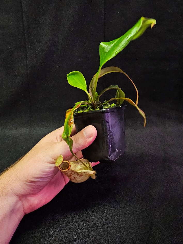 Nepenthes Viking Rafflesiana X Viking Rafflesiana White #01, Very Creamy Speckled Pitchers