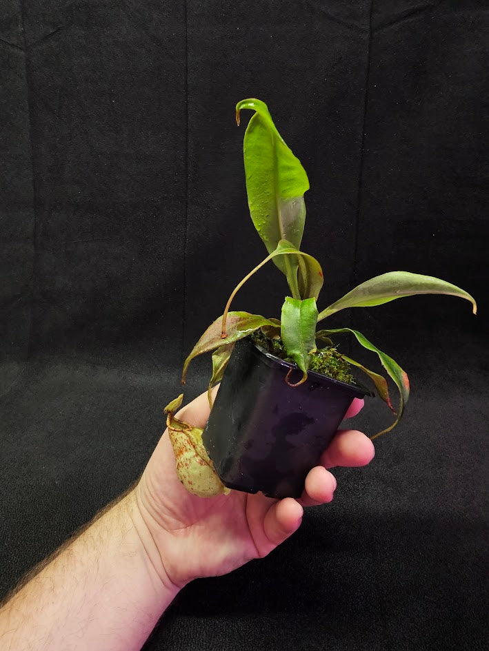 Nepenthes Viking Rafflesiana X Viking Rafflesiana White #01, Very Creamy Speckled Pitchers