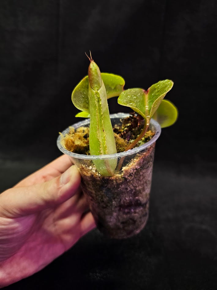 Nepenthes Truncata Mount Malimumu Philippines #01, Grows At Elevations Of 1000–1020M Above Sea Level