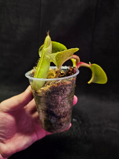 Nepenthes Truncata Mount Malimumu Philippines #01, Grows At Elevations Of 1000–1020M Above Sea Level