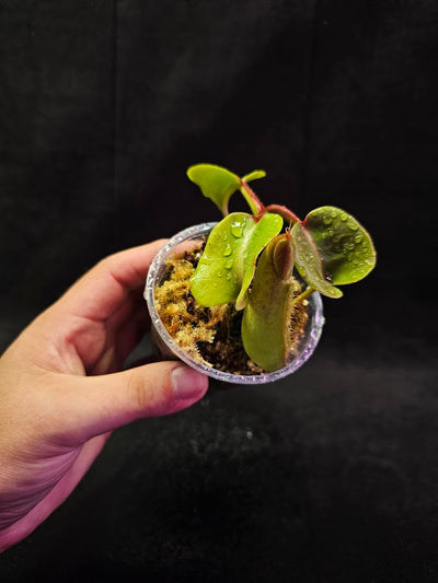 Nepenthes Truncata Mount Malimumu Philippines #01, Grows At Elevations Of 1000–1020M Above Sea Level