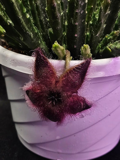 Stapelia Hirsuta #01, Also Known As The Starfish Flower Or Carrion Plant, Makes Stunning Flowers