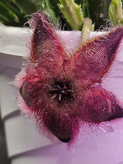 Stapelia Hirsuta #01, Also Known As The Starfish Flower Or Carrion Plant, Makes Stunning Flowers