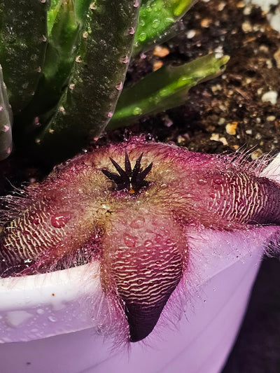 Stapelia Hirsuta #01, Also Known As The Starfish Flower Or Carrion Plant, Makes Stunning Flowers