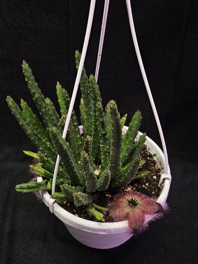 Stapelia Hirsuta #01, Also Known As The Starfish Flower Or Carrion Plant, Makes Stunning Flowers