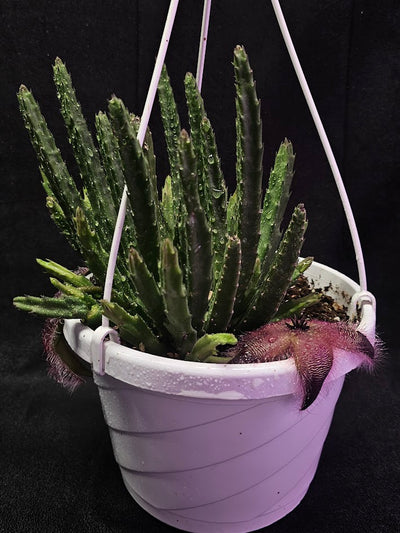 Stapelia Hirsuta #01, Also Known As The Starfish Flower Or Carrion Plant, Makes Stunning Flowers