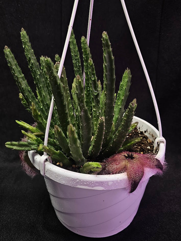 Stapelia Hirsuta #01, Also Known As The Starfish Flower Or Carrion Plant, Makes Stunning Flowers