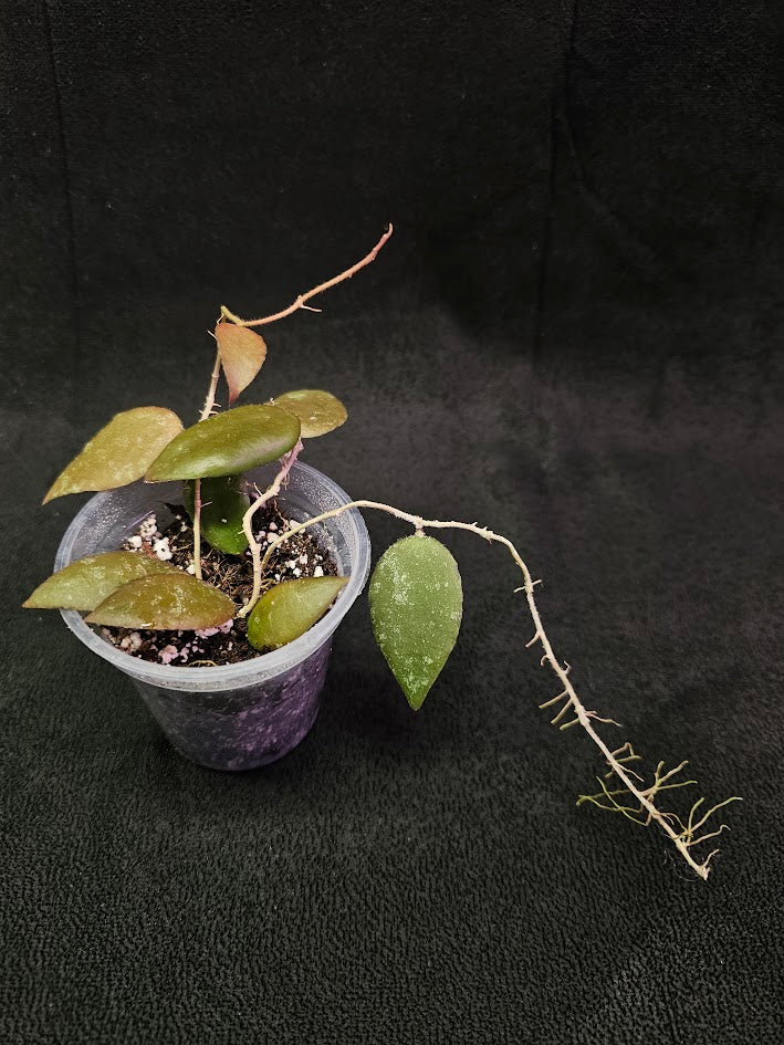 Hoya Caudata Sumatra #01, Native To Southern Thailand, Peninsular Malaysia, Singapore, Sumatra, & Borneo