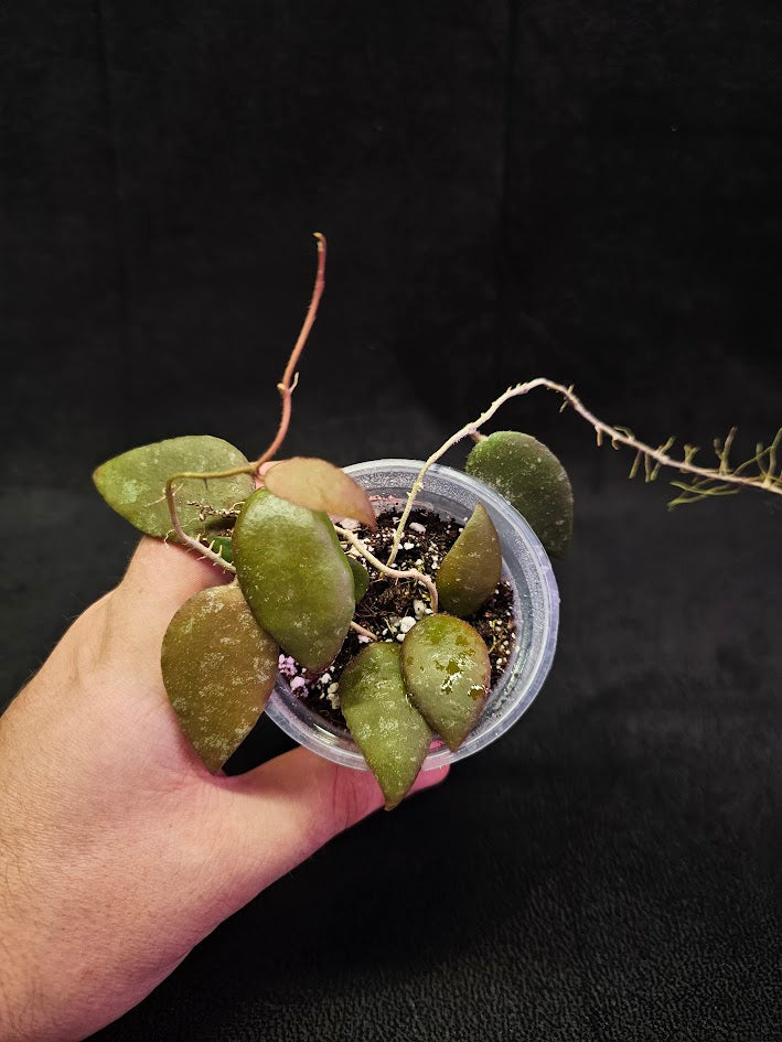 Hoya Caudata Sumatra #01, Native To Southern Thailand, Peninsular Malaysia, Singapore, Sumatra, & Borneo