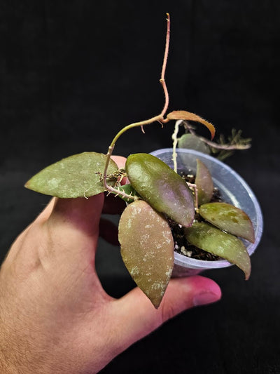 Hoya Caudata Sumatra #01, Native To Southern Thailand, Peninsular Malaysia, Singapore, Sumatra, & Borneo