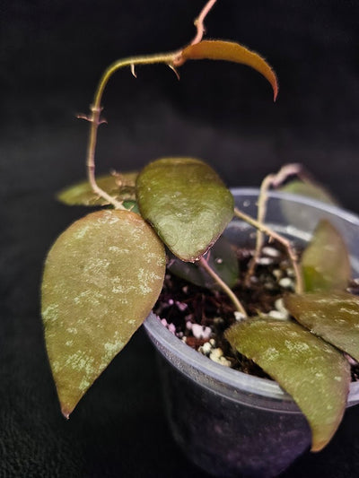 Hoya Caudata Sumatra #01, Native To Southern Thailand, Peninsular Malaysia, Singapore, Sumatra, & Borneo