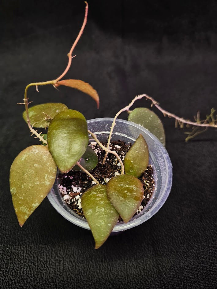 Hoya Caudata Sumatra #01, Native To Southern Thailand, Peninsular Malaysia, Singapore, Sumatra, & Borneo