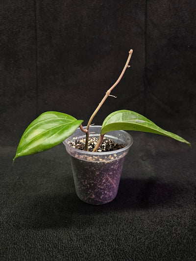 Hoya Latifolia (Sarawak) #01, Indigenous To Borneo (Sarawak, In Southeast Asia)