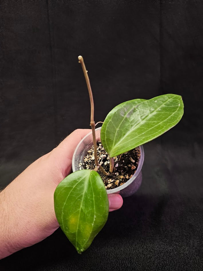 Hoya Latifolia (Sarawak) #01, Indigenous To Borneo (Sarawak, In Southeast Asia)