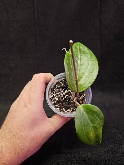 Hoya Latifolia (Sarawak) #01, Indigenous To Borneo (Sarawak, In Southeast Asia)