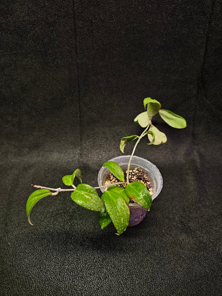 Hoya Merrillii #01, Endemic To The Philippines And Is Named After Its Collector, E.D. Merrill