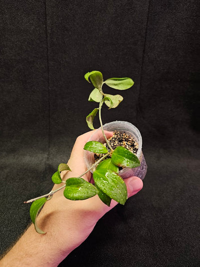 Hoya Merrillii #01, Endemic To The Philippines And Is Named After Its Collector, E.D. Merrill