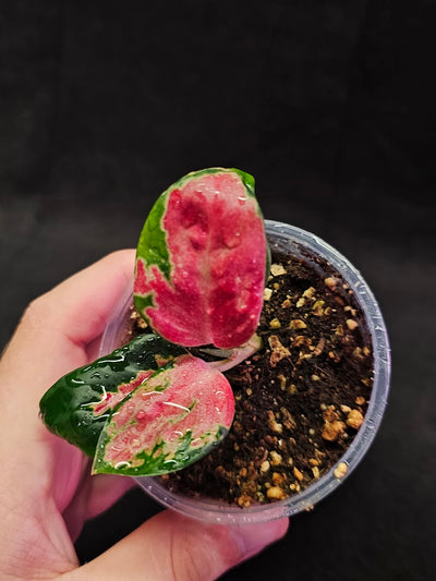 Aglaonema Suksom Jaipong #10, Rich Red Colors, A True Masterpiece Of Nature That Embodies Grace & Beauty