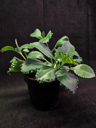 Mother of Thousands #02, Also Known As The Mexican Hat Plant, Native To Madagascar