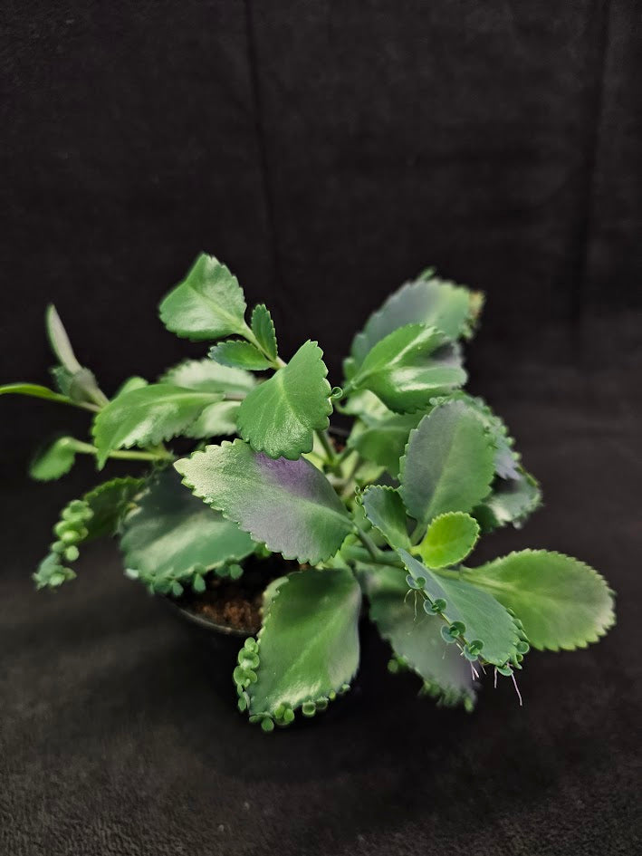 Mother of Thousands #02, Also Known As The Mexican Hat Plant, Native To Madagascar