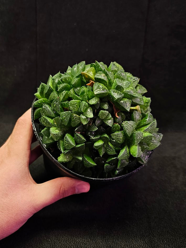 Haworthia Mutica #01, A Species Of Succulent Plant Native To South Africa's Cape Province