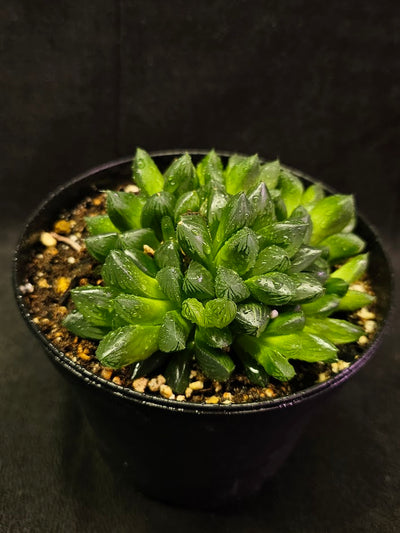 Haworthia Obtusa #01, Also Known As The Mini Aloe Plant, Very Easy To Care For