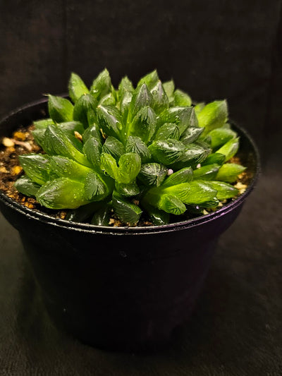 Haworthia Obtusa #01, Also Known As The Mini Aloe Plant, Very Easy To Care For