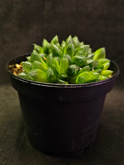 Haworthia Obtusa #01, Also Known As The Mini Aloe Plant, Very Easy To Care For