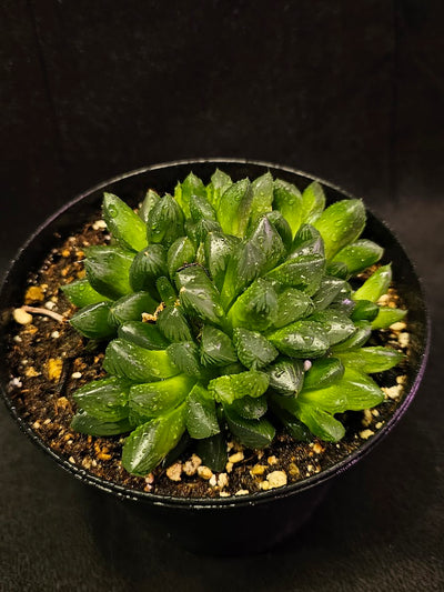 Haworthia Obtusa #01, Also Known As The Mini Aloe Plant, Very Easy To Care For