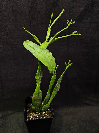 Queen Of The Night Orchid Cactus #02, Selenicereus Oxypetalum, Originates From Southern Mexico